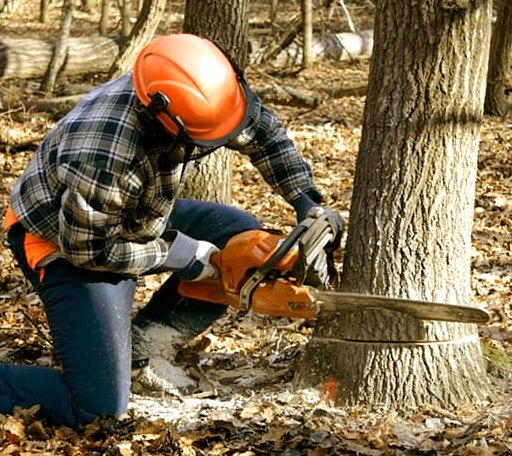 Tree Removal in Blue Grass, IA